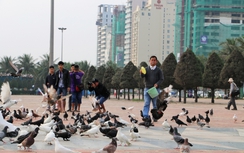 Dị nhân bồ câu ở công viên Biển Đông